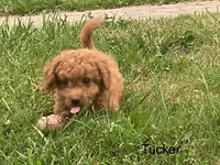 Tucker Mini , a male Miniature Goldendoodle for sale in Williamson, NY – 4 of 8