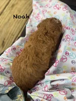 Noah , a male Cavapoo and Poodle - Miniature  for sale in Williamson, NY – 2 of 7