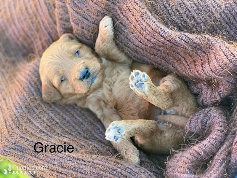Gracie F1 larger mini  – Goldendoodle, Golden Retriever puppy for sale in Williamson, NY