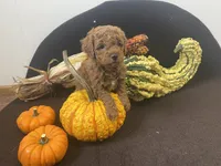 Lucy f1BB, a female Poodle - Miniature  and Miniature Goldendoodle for sale in Williamson, NY – 8 of 10