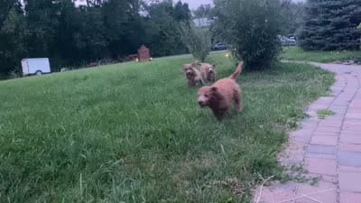 Fonzie , a female Goldendoodle for sale in Williamson, NY – 7 of 9