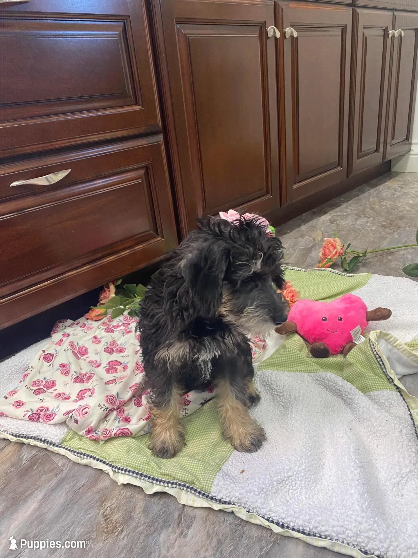 Maggie , a female Schnoodle for sale in Williamson, NY – Photo 5 of 10