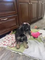 Maggie , a female Schnoodle for sale in Williamson, NY – Photo 7 of 7