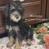 Maggie , a female Schnoodle for sale in Williamson, NY – Photo 3 of 10