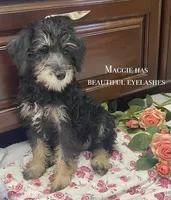 Maggie , a female Schnoodle for sale in Williamson, NY – Photo 1 of 7