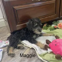 Maggie , a female Schnoodle for sale in Williamson, NY – Photo 9 of 10