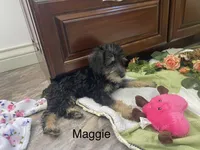 Maggie , a female Schnoodle for sale in Williamson, NY – Photo 3 of 7