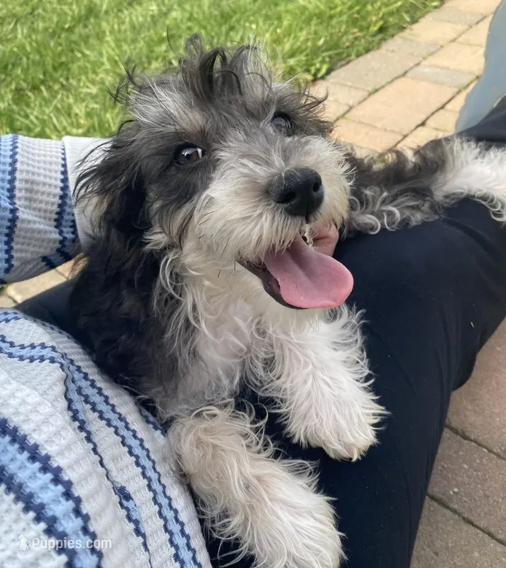 Maggie  – Schnoodle puppy for sale in Williamson, NY