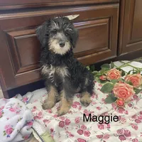 Maggie , a female Schnoodle for sale in Williamson, NY – Photo 7 of 10