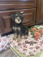 Maggie , a female Schnoodle for sale in Williamson, NY – Photo 4 of 7