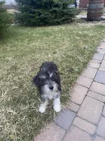 Maggie , a female Schnoodle for sale in Williamson, NY – Photo 8 of 10