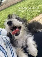 Maggie , a female Schnoodle for sale in Williamson, NY – Photo 4 of 10
