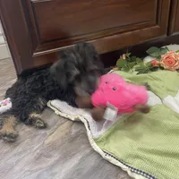 Maggie , a female Schnoodle for sale in Williamson, NY – Photo 10 of 10