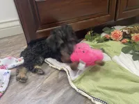 Maggie , a female Schnoodle for sale in Williamson, NY – Photo 6 of 7