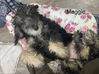Maggie , a female Schnoodle for sale in Williamson, NY – Photo 2 of 7