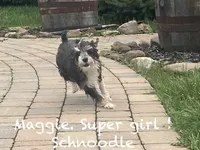 Maggie , a female Schnoodle for sale in Williamson, NY – Photo 6 of 10