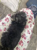 Maggie , a female Schnoodle for sale in Williamson, NY – Photo 5 of 7