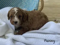 Penny, a female Cavapoo and Cavalier King Charles Spaniel for sale in Williamson, NY – 6 of 8