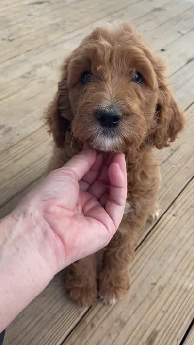 Willow , a female Goldendoodle for sale in Williamson, NY – 8 of 8