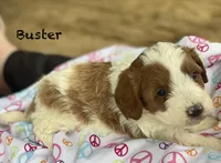 Buster , a male Cavapoo and Poodle - Miniature  for sale in Williamson, NY – 4 of 8