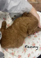 Fanny mini , a female Miniature Goldendoodle for sale in Williamson, NY – 8 of 8