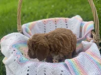 Noah , a male Cavapoo and Poodle - Miniature  for sale in Williamson, NY – 5 of 7