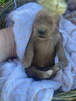 Gracie F1 larger mini , a female Goldendoodle and Golden Retriever for sale in Williamson, NY – 8 of 10