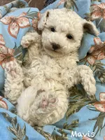 Mavis mini , a female Poodle - Miniature  and Miniature Goldendoodle for sale in Williamson, NY – 5 of 7
