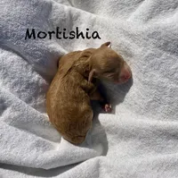 Mortishia f1bb, a female Poodle - Miniature  and Miniature Goldendoodle for sale in Williamson, NY – 7 of 7