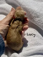 Lucy f1BB, a female Poodle - Miniature  and Miniature Goldendoodle for sale in Williamson, NY – 5 of 10