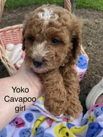 Yoko, a female Cavapoo and Cavalier King Charles Spaniel for sale in Williamson, NY – 3 of 7