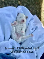 Bunny Mini , a female Goldendoodle and Poodle - Miniature  for sale in Williamson, NY – 5 of 9