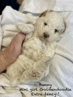 Bunny Mini , a female Goldendoodle and Poodle - Miniature  for sale in Williamson, NY – 1 of 9