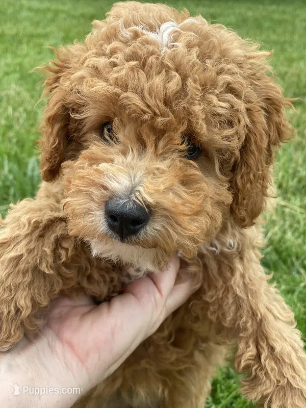 Jessie can go home now ! – Goldendoodle, Poodle - Miniature  puppy for sale in Williamson, NY