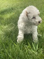 Jay, a female Poodle - Miniature  and Miniature Goldendoodle for sale in Williamson, NY – 8 of 8