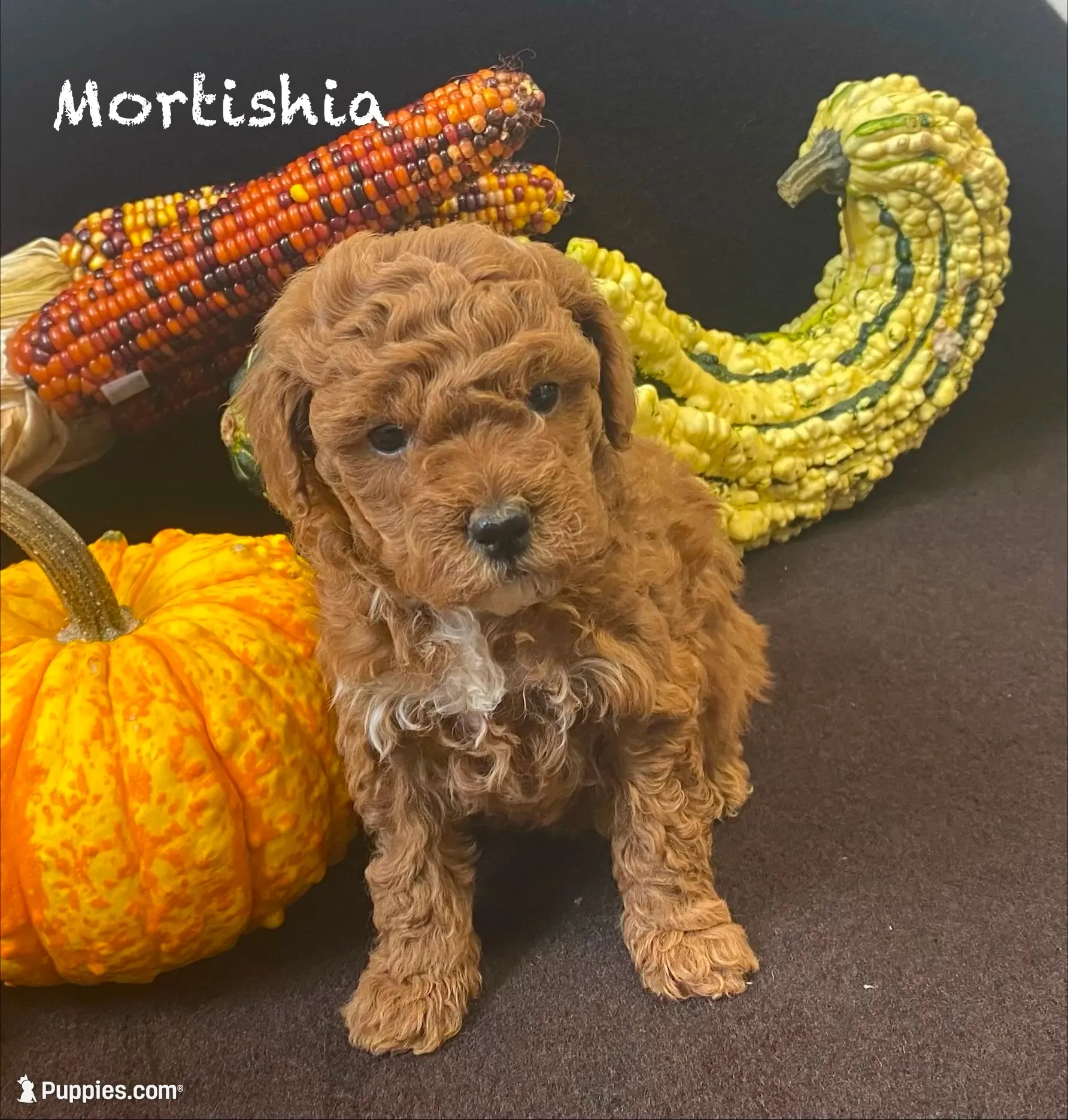 Mortishia f1bb, a female Poodle - Miniature  and Miniature Goldendoodle for sale in Williamson, NY – 1 of 7