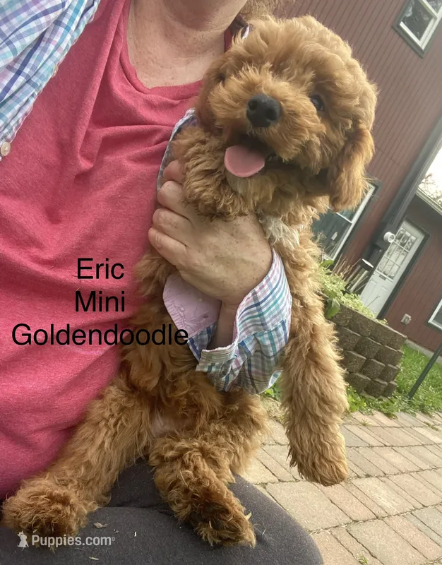 Erik F1BB mini – Miniature Goldendoodle puppy for sale in Williamson, NY