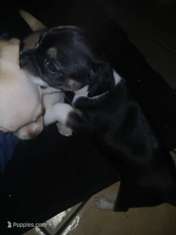 Missy – Chorkie puppy for sale in Phoenix, AZ