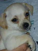 Zoomie, a male Chorkie for sale in Phoenix, AZ – 1 of 1