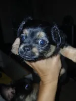 Precious, a female Chorkie for sale in Phoenix, AZ – 4 of 5