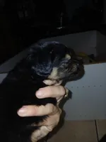 Precious, a female Chorkie for sale in Phoenix, AZ – 3 of 5