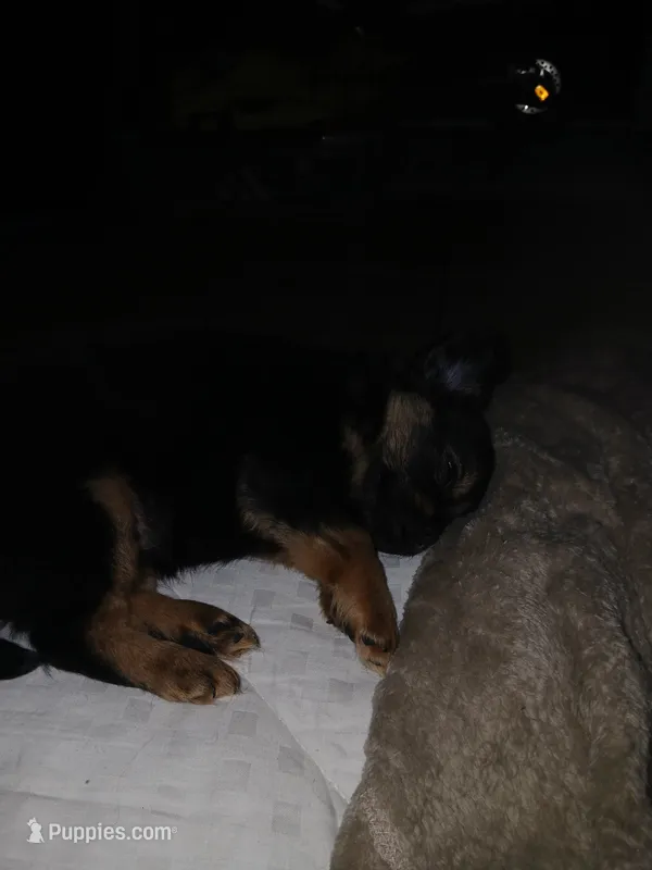 Precious – Chorkie puppy for sale in Phoenix, AZ