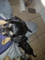 Precious, a female Chorkie for sale in Phoenix, AZ – 5 of 5