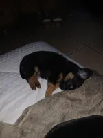 Precious, a female Chorkie for sale in Phoenix, AZ – 2 of 5