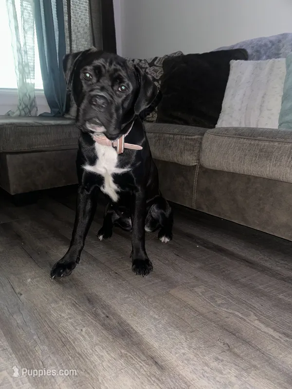Dior  – Cane Corso puppy for sale in Atlantic City, NJ