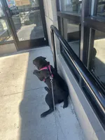Dior , a female Cane Corso for sale in Atlantic City, NJ – 5 of 6
