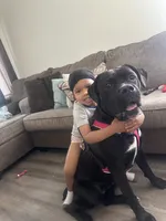 Dior , a female Cane Corso for sale in Atlantic City, NJ – 3 of 6