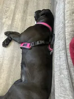 Dior , a female Cane Corso for sale in Atlantic City, NJ – 6 of 6