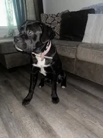 Dior , a female Cane Corso for sale in Atlantic City, NJ – 2 of 6