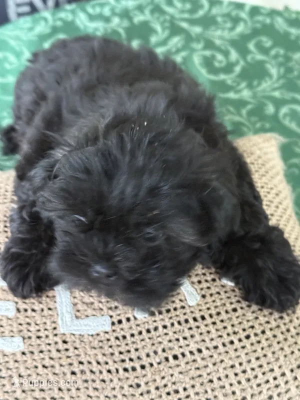 Bentley – Shih Tzu puppy for sale in Pensacola, FL